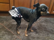 Pantalones fisiológicos sanitarios para mascotas, pañal lavable para perros, bragas, ropa interior para menstruación