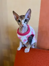 Ropa de Gato caliente para mascotas pequeñas, disfraces de gatos de dibujos animados, lana suave, abrigo de gatito, chaqueta, Otoño e Invierno