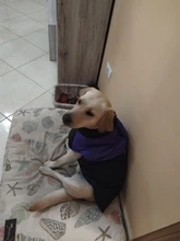 Jacket Puppy-Clothing Dog-Coat Dogs Golden-Retriever Waterproof Winter Pet-Vest Small