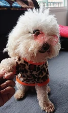 Gafas de protección contra el desgaste para perros y gatos adorables, productos para mascotas, protección contra el desgaste, gafas de sol, fotos, accesorios para mascotas, 1 ud.