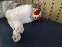 Gafas de protección contra el desgaste para perros y gatos adorables, productos para mascotas, protección contra el desgaste, gafas de sol, fotos, accesorios para mascotas, 1 ud.