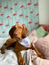 Pañuelo de poliéster con estampado de dibujos animados para perro y gato, suministros y accesorios para mascotas