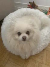 Sofa Cushion Nest Donut Cat-Beds Sleeping-Bag Dogs Plush Soft Large Pet-Basket Small