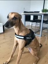 2 uds personalizado arnés del perro etiqueta nombre de Perro personalizado K9 Collar arnés para perro etiqueta engomada de la etiqueta de parche de arnés para perros etiqueta de nombre