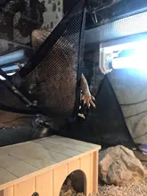 2 unids/set mascotas hamaca cama para dormir malla juguetes Swing tela Oxford para reptil serpiente lagarto subir productos con copa de succión