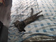 Acopladores de eje de motor de coche o barco en 2/3/3,17/4/5/6/6,35/8/10mm, juntas universales metálicas de acople para ejes