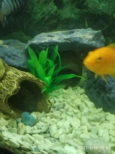 Decor Ornament Decorations-Plants Aquatic-Accessories Plant-Grass Aquarium Fish-Tank