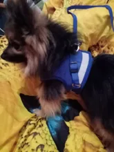 Dog Cat Harness Reflective Vest Pet Chest Strap Mesh Breathable Dog Harness And Walking