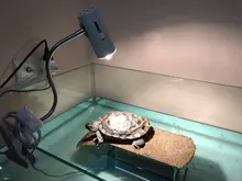 Light-Holder Lamp Turtle Rotation Reptile-Heating Clip-On-Bulb E27 with