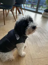 Dog Coat Jacket Pet-Dog-Clothes Down French-Bulldog Chihuahua Winter Fashion Small Medium-Sized