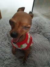 Ropa sin mangas para perro, Camiseta con estampado de animales para perro y gato, Camiseta de algodón con corazón a rayas, accesorios para cachorro, chaleco para perros