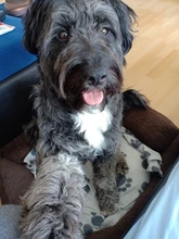 Peluche de felpa con queso sonriente para perros, juguete de perro chillón para cachorros de tamaño mediano y grande, Toro francés, Russell