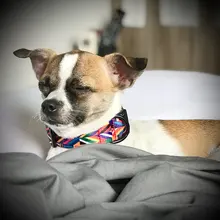 Conjunto de arnés y correa de nailon iridiscente para perros, suministros para mascotas pequeñas, collar retráctil automático