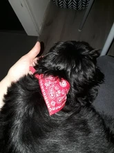 Pañuelo para perro doméstico, Collar ajustable, pañuelo para mascotas, corbata de Gato de calidad, 1 unidad