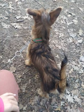 Collar de Color mejorado de alta calidad para perros grandes, Pastor Alemán, cadena P, ajustable, para perros medianos y grandes