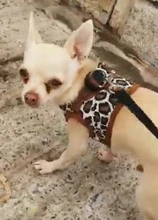Dog-Harness Leash Yorkie-Vest Leopard Small Dogs Chihuahua Pet-Products Nylon for Puppy