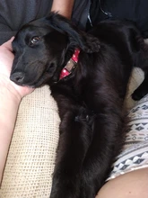 Collar personalizado para perro, collares para mascotas de nilón con estampado de puntos para mascota mediana grande, Pitbull, rojo, azul y negro