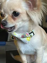 Pajarita elástica de seguridad con cascabel para perros y gatos pequeños, Collar seguro con patrón de baya, productos para mascotas, Collar para perros, suministros para mascotas