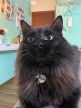 Placas de identificación personalizadas para perros, placas de identificación de Metal para cachorros, placas de identificación antipérdida para perros, gatos Pitbull, tarifa de grabado incluida accesorios para perros