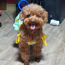 Dulce perro par ropa de verano fresco cachorro ropa para perros pequeños, perro vestido de camisa chaleco perro ropa camiseta perra falda