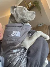 Dog Coat Jacket Pet-Dog-Clothes Down French-Bulldog Chihuahua Winter Fashion Small Medium-Sized