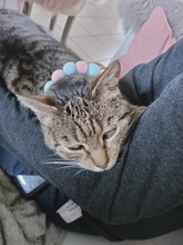 Bola de peluche de Collar para perros y gatos Collar dulce bufanda para perro lindo gatito accesorios Rosa correa para el cuello perrito con perla perro Pug Chihuahua