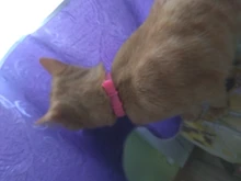 Collar de silicona antipulgas para Gato, antimosquitos, antimosquitos, x 40cm, suministros para gatos y gatitos, 1 unidad