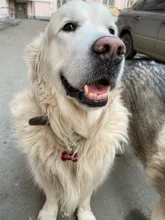 2 unids/lote de etiquetas de identificación de perro personalizadas, etiqueta de Mascota de aluminio para gatito, gato, perros, Collar, puede elegir el nombre de fuente, Tel sexo (en la parte delantera y trasera)