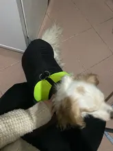 Jacket Puppy-Clothing Dog-Coat Dogs Golden-Retriever Waterproof Winter Pet-Vest Small