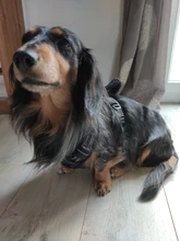 De Nylon reflectante perro arnés sin tirones ajustable mediano grande perro travieso Chaleco de seguridad Vehicular plomo caminar correr