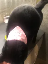 Collar con lazo ajustable para mascotas, Lazo de algodón con diseño Floral para gatos y Chihuahua