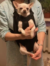 Transportín para perros de malla, productos de viaje al aire libre, bolsas transpirables con asas para hombros para perros pequeños, gatos, Transportín para gato