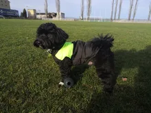 Jacket Puppy-Clothing Dog-Coat Dogs Golden-Retriever Waterproof Winter Pet-Vest Small