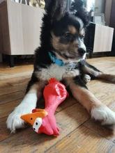 1PC Toy For Dogs Puppy Screaming Rubber Chicken Toy For Dogs Latex Squeak Squeaker Chew