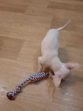 Dog-Toys Pet-Supplies Puppy Dogs Funny Small Cotton 1pcs for Pet-Chew-Toys Random-Colors