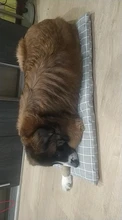 Cama para perros de invierno, camas suaves para perros y mascotas, esterilla, sofá cálido, cojín de Mascota, colchón para perros pequeños, medianos, grandes, gatos, Chihuahua, Cama para Perro