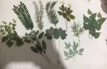 Pegatina decorativa Vintage para diario, pegatinas para álbum de recortes con flores y plantas de otoño, pegatinas para álbum de recortes, papelería japonesa
