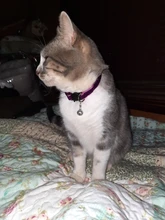 Hebilla de seguridad para cabeza de Gato, parche para Collar de perro, campana de tela, lentejuelas, Collar de gato, cinta de terciopelo con brillo dorado, accesorio para mascotas de 1,0 cm de ancho