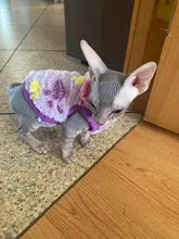 Ropa de Gato cálida para gatos, ropa de primavera y Gato, de lana suave, gatito, gatito, abrigos para gato, chaqueta, disfraces