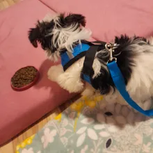 Breathable Mesh Small Dog Pet Harness and Leash Set Puppy Cat Vest Harness Collar For