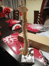 Modelo anatómico para enseñanza médica columna Vertebral humana Flexible, curva Lumbar, columna Vertebral, 45cm, novedad de 2019