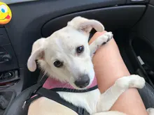 Breathable Mesh Small Dog Pet Harness and Leash Set Puppy Cat Vest Harness Collar For