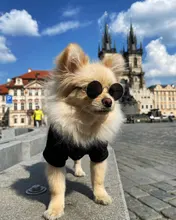 Gafas de sol para perros y mascotas, accesorios para fotos, suministros para mascotas, gafas para gatos, 1 Uds. Gran oferta