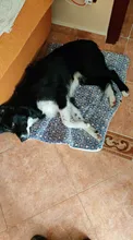 Estera de Franela suave para mascotas, cama gruesa para perros pequeños, medianos y grandes, manta Gato caliente para dormir
