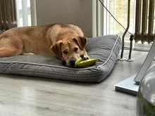 Correa para morder duradera para adiestramiento de perros, funda de almohada con 2 asas de cuerda para entrenamiento, malois, Pastor Alemán, Rottweiler, juguete para masticar mascotas