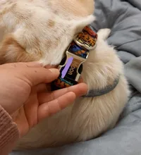 Collar de perro personalizado de Nylon etiqueta para la mascota perro Collar ajustable grabado cachorro gato placa de identificación de collares de perros grandes