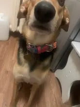 Suministros para mascotas tela doble arnés Collar de perro colorido Collar ajustable para mascota XS-L para pequeñas y medianas perros grandes