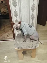 Suéter con capucha Para gato, Ropa cálida Para mascotas, Para gatos, Sphinx, satten, Ropa Para gatos, Kedi, Giyim, productos Para mascotas