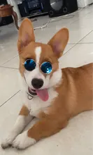 Gafas de sol para perros y mascotas, accesorios para fotos, suministros para mascotas, gafas para gatos, 1 Uds. Gran oferta