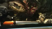 Varilla de calentador de acuario de acero inoxidable, ajustable, 50 ~ 500W, 17-35 grados Celsius, para controlar la temperatura, calor, agua, para pecera